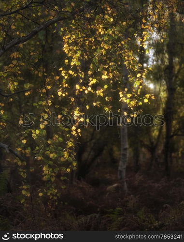 Stunning Autumn Fall landscape detail image in colorful forest in English countryside