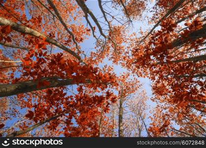 Stunning Autumn Fall landscape image looking up through beech trees