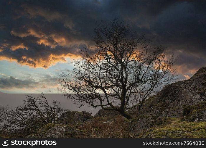 Stunning bare tree lanscape image against vibrant dramatic sunset sky