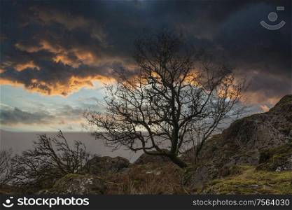 Stunning bare tree lanscape image against vibrant dramatic sunset sky