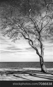 Stunning black and white image of a lonely tree at sea shore