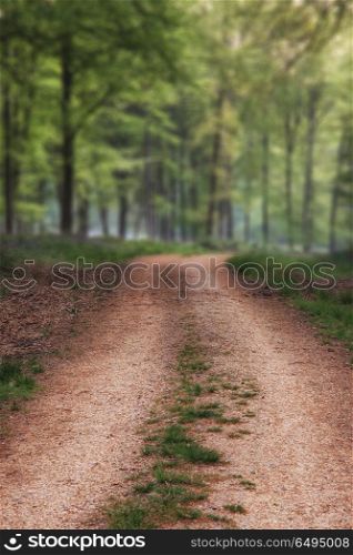 Stunning bluebell forest landscape image in soft sunlight in Spr. Beautiful bluebell forest landscape image in morning sunlight in Spring