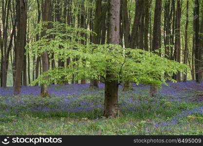 Stunning bluebell forest landscape image in soft sunlight in Spr. Beautiful bluebell forest landscape image in morning sunlight in Spring