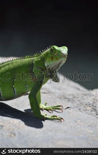 Stunning colorful green iguana lizard looking back over his shoulder.