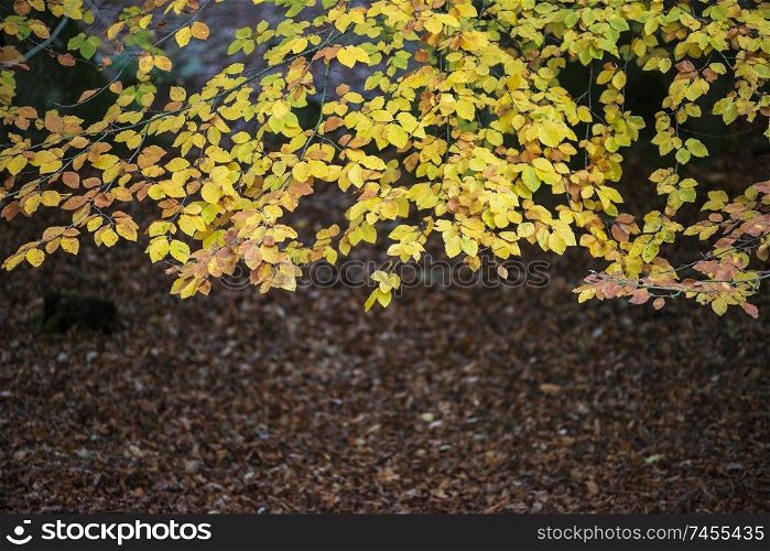 Stunning colorful vibrant Autumn Fall forest woodland landscape detail in English countryside