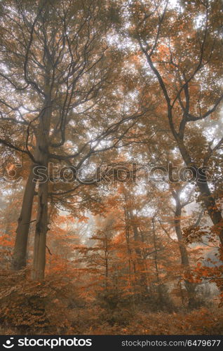 Stunning colorful vibrant evocative Autumn Fall foggy forest lan. Stunning vibrant evocative Autumn Fall foggy forest landscape