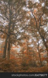 Stunning colorful vibrant evocative Autumn Fall foggy forest lan. Stunning vibrant evocative Autumn Fall foggy forest landscape