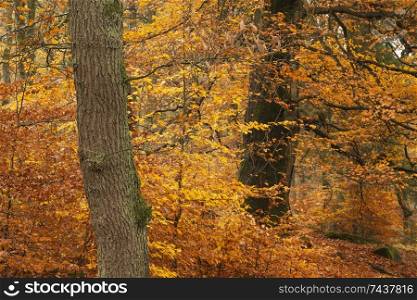 Stunning colorful vibrant forest woodland Autumn Fall landscape in Peak District in England