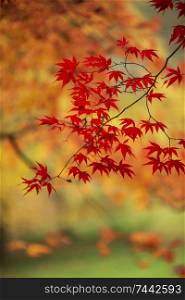 Stunning colorful vibrant red and yellow Japanese Maple trees in Autumn Fall forest woodland landscape detail in English countryside