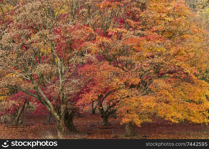 Stunning colorful vibrant red and yellow Japanese Maple trees in Autumn Fall forest woodland landscape detail in English countryside