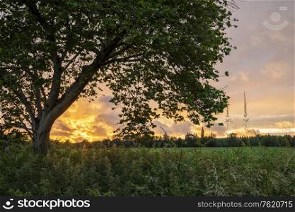 Stunning colorful vibrant Summer sunset viewed through tree silhouette over field