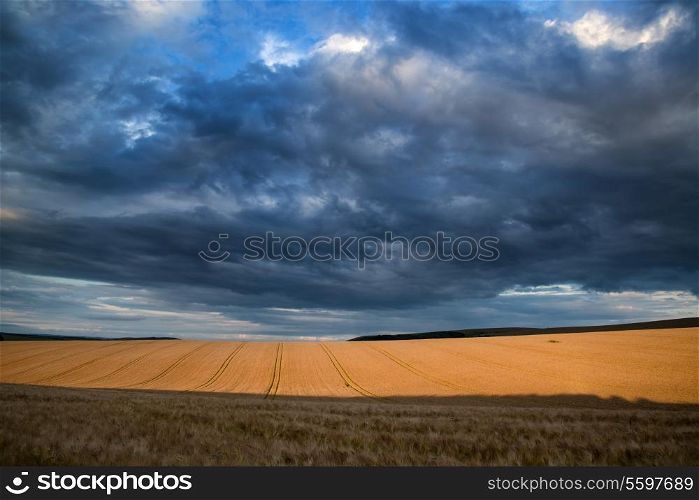 Stunning countryside landscape wheat field in Summer sunset