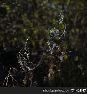 Stunning detail landscape image of spider&rsquo;s web in cold dew frosty morning light