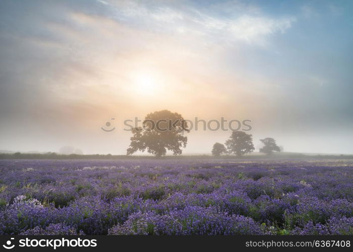 Stunning dramatic foggy sunrise landscape over lavender field in English countryside