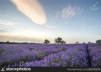 Stunning dramatic foggy sunrise landscape over lavender field in English countryside