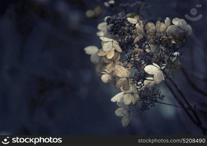 Stunning dried hydrangea hortensia flowers cross processed for vintage look