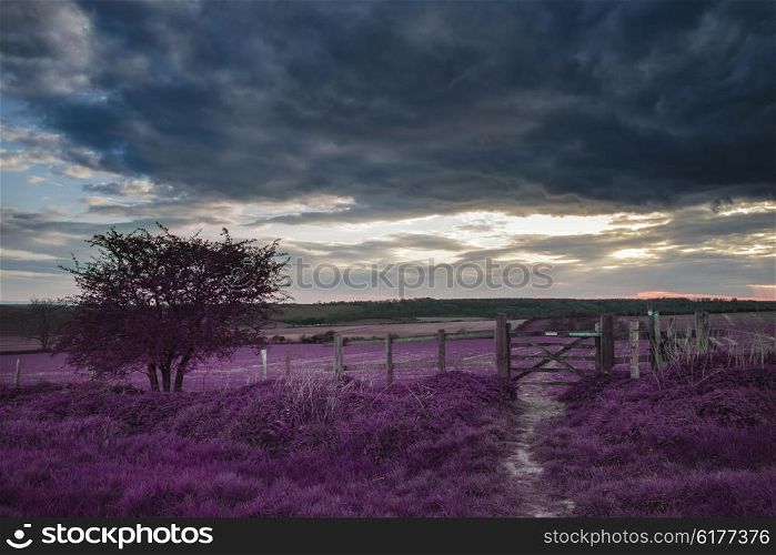 Stunning English countryside landscape over fields at sunset with surreal purple tint concept