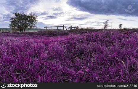 Stunning English countryside landscape over fields at sunset with surreal purple tint concept