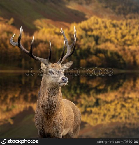 Stunning epic Autumn Fall landscape of red deer stag Cervus Elaphus in foreground of vibrant forest and lake in background
