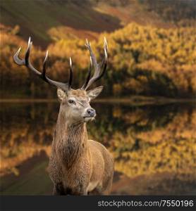 Stunning epic Autumn Fall landscape of red deer stag Cervus Elaphus in foreground of vibrant forest and lake in background