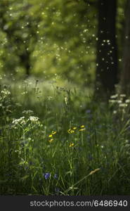 Stunning fantasy style landscape image of fireflies in night tim. Stunning fantasy style landscape image of fireflies glowing in night time forest scene