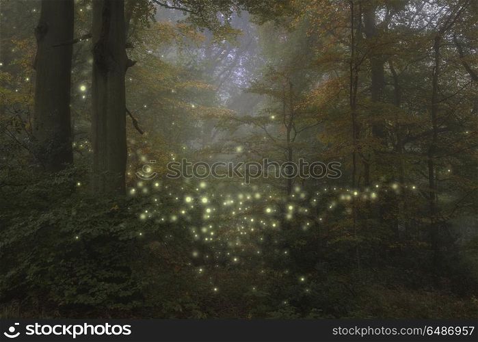 Stunning fantasy style landscape image of fireflies in night tim. Stunning fantasy style landscape image of fireflies glowing in night time forest scene