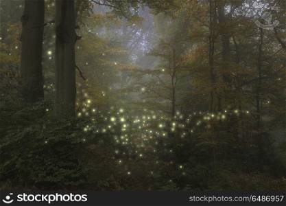 Stunning fantasy style landscape image of fireflies in night tim. Stunning fantasy style landscape image of fireflies glowing in night time forest scene