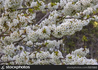 Stunning flowering spring tree. Seasonal floral nature background. Spring composition.