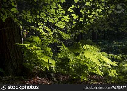 Stunning forest landscape image during Summer with evening sunlight backlighting the leaves on the trees and foliage on the ground