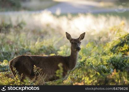 Stunning hind doe red deer cervus elaphus in dappled sunlight fo. Beautiful hind doe red deer cervus elaphus in dappled sunlight forest Autumn Fall landscape
