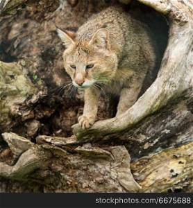 Stunning image of jungle cat Felis Chaus in hollowed out tree tr. Beautiful image of jungle cat Felis Chaus in hollowed out tree trunk