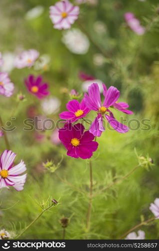 Stunning image of meadow of wild flowers in Summer with pastel colors and calming effect