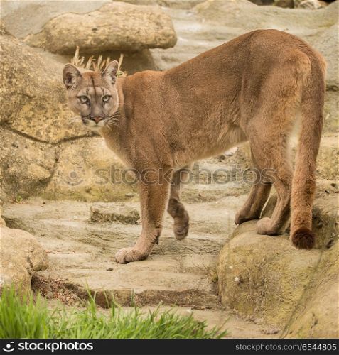 Stunning image of Puma Concolor among rocks in colorful landscap. Beautiful image of Puma Concolor among rocks in colorful landscape