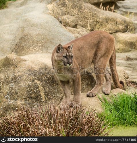 Stunning image of Puma Concolor among rocks in colorful landscap. Beautiful image of Puma Concolor among rocks in colorful landscape