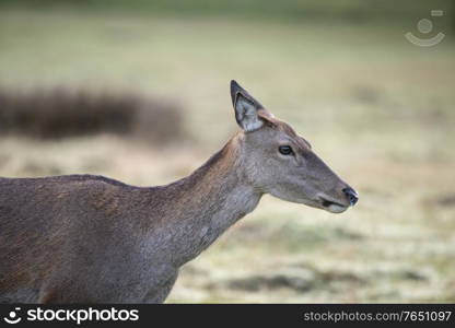 Stunning image of red deer doe in colorful woodland landscape setting