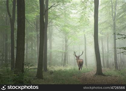 Stunning image of red deer stag in foggy Autumn colorful forest landscape image