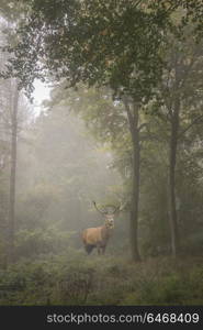 Stunning image of red deer stag in foggy Autumn colorful forest landscape image