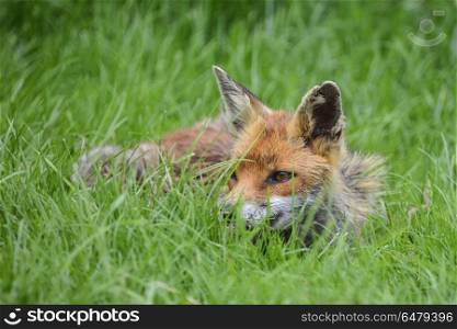 Stunning image of red fox vulpes vulpes in lush Summer countrysi. Beautiful image of red fox vulpes vulpes in lush Summer countryside landscape