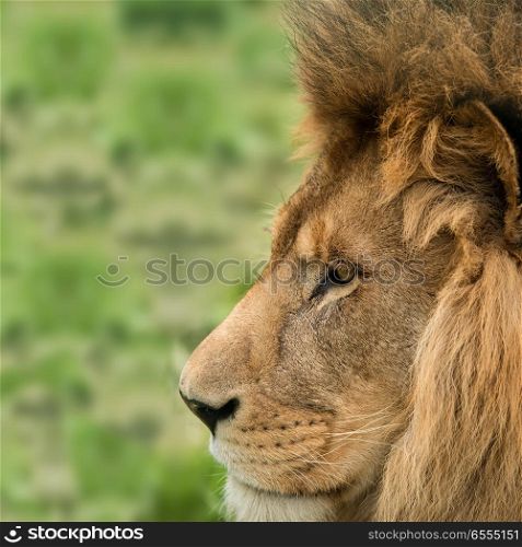 Stunning intimate portrait image of King of the Jungle Barbary Atlas Lion Panthera Leo
