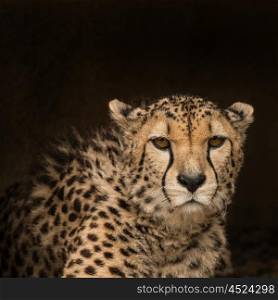 Stunning intimate portrait of Cheetah Acinonyx Jubatus in colorful landscape