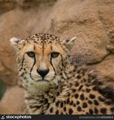 Stunning intimate portrait of Cheetah Acinonyx Jubatus in colorful landscape