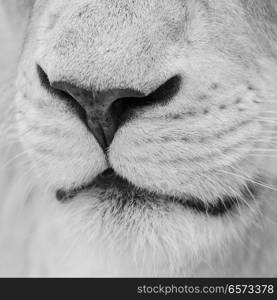 Stunning intimate portrait of white Barbary Atlas Lion Panthera Leo in black and white