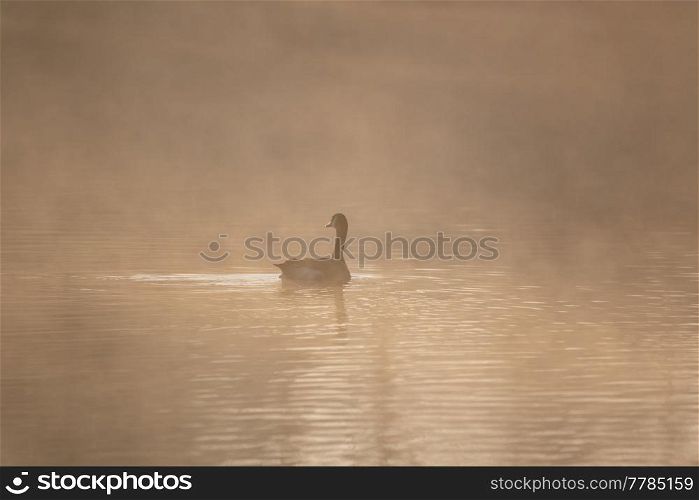 Stunning landscape image of Canada Goose at sunrise mist on urban lake with sun beams streaming through tress lighting up water surface