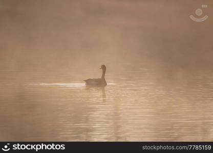 Stunning landscape image of Canada Goose at sunrise mist on urban lake with sun beams streaming through tress lighting up water surface