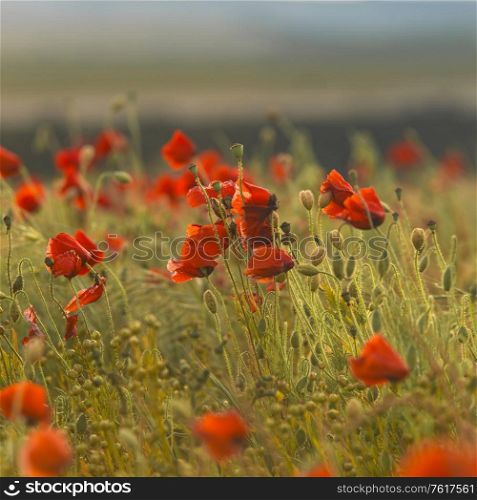 Stunning landscape image of poppy field in English countryside during Summer sunset with beautiful sky and cloud formations