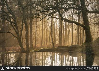 Stunning landscape image of still stream in Lake District forest with beautiful sun beams and glow behind the trees reflected in the still water