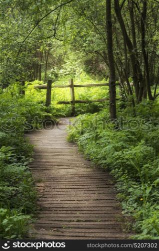 Stunning landscape image of wooden boardwalk through lush green English countryside forest in Spring