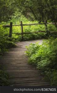 Stunning landscape image of wooden boardwalk through lush green English countryside forest in Spring