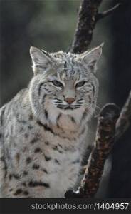 Stunning Lynx Cat in the Wild
