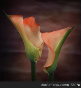 Stunning macro close up image of colorful vibrant calla lily flower